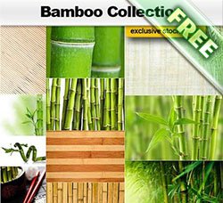 高清的竹子竹林图片：Bamboo Collection